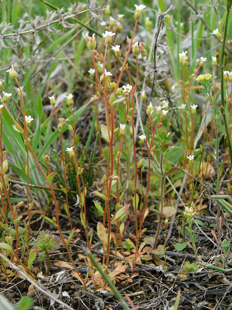 Image of Saxifraga tridactylites specimen.