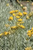 Helichrysum italicum