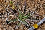Hypochaeris radicata