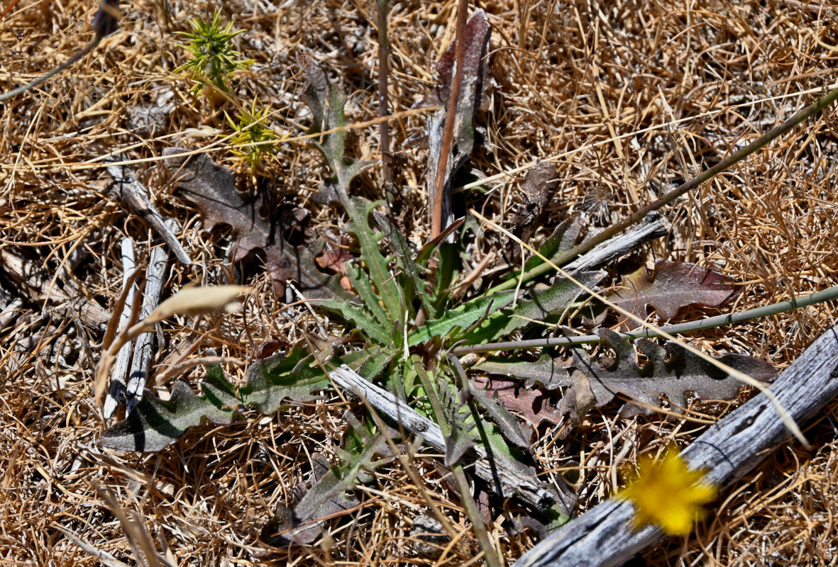 Image of Hypochaeris radicata specimen.