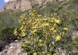Inula macrophylla. Соцветия. Кыргызстан, Джалал-Абадская обл., Тогуз-Тороуский р-н, предгорья хр. Молдо-Тоо, окр. с. Табылгыты.; ≈ 1500 м н.у.м., на каменисто-глинистой осыпи. 06.07.2026.