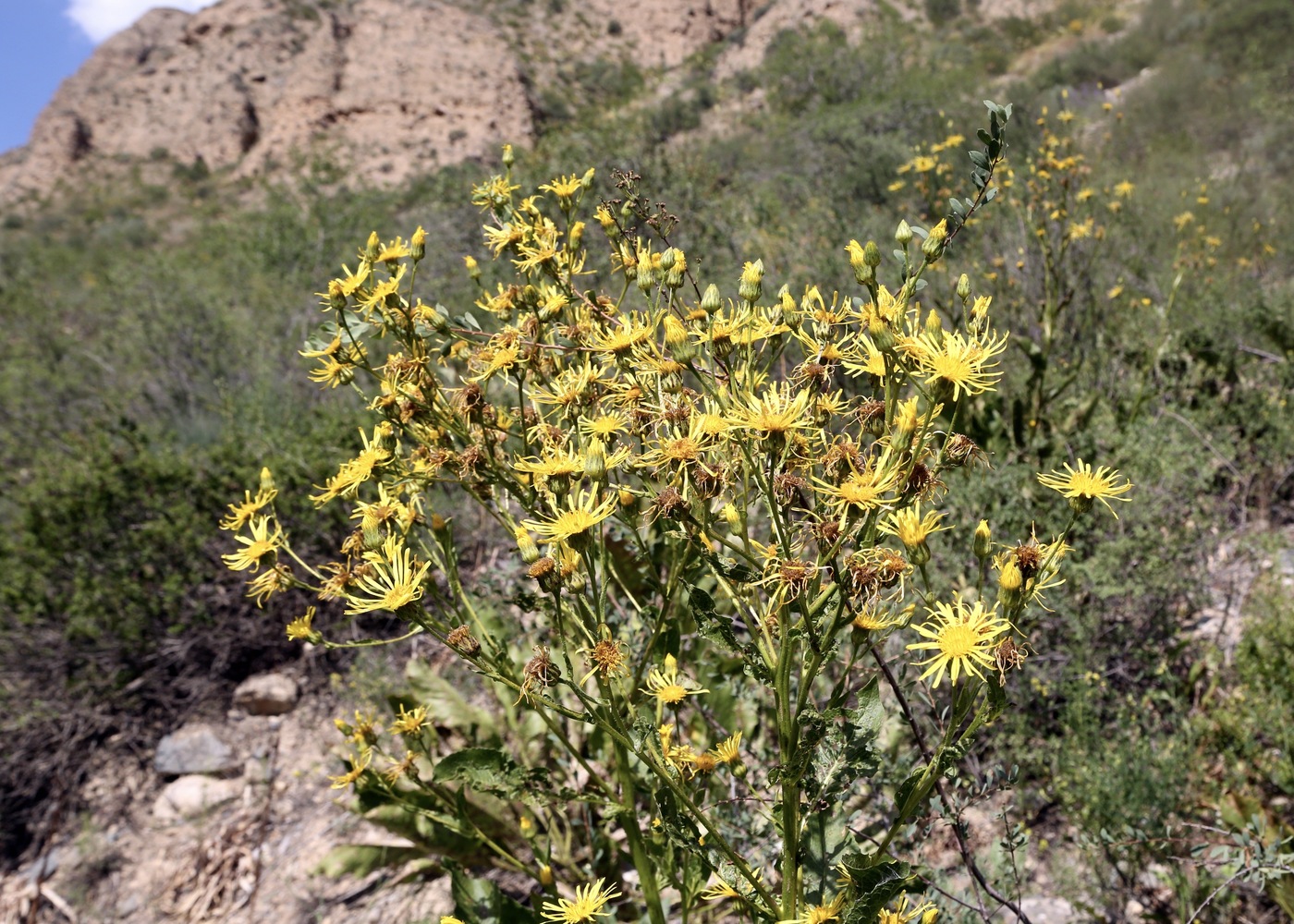 Image of Inula macrophylla specimen.