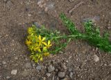 род Hypericum