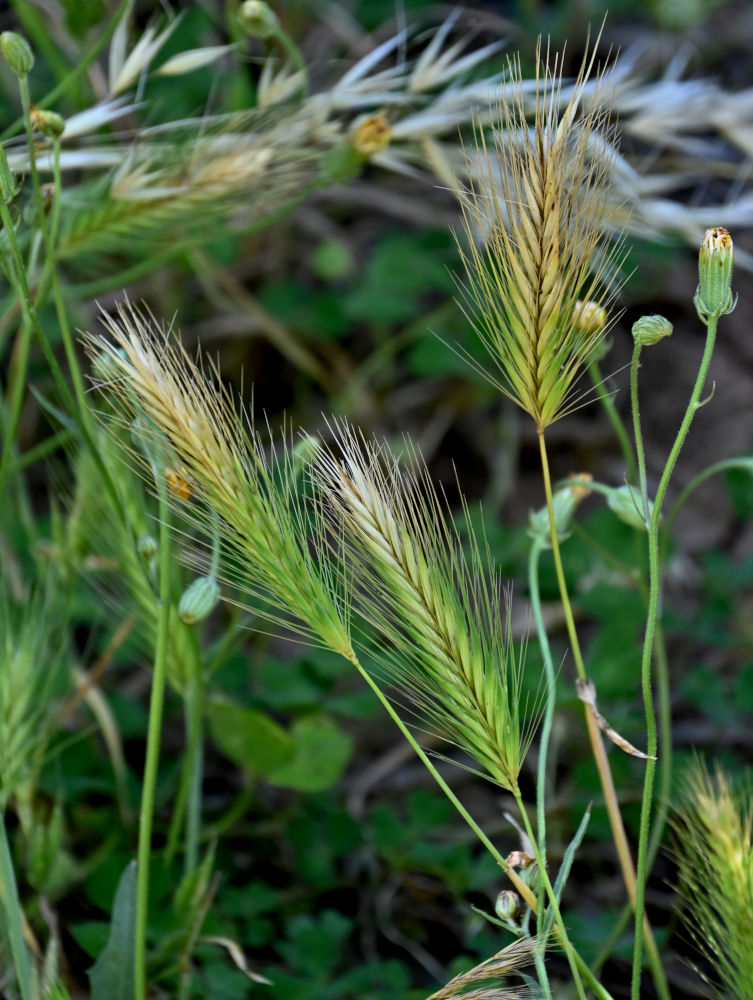 Изображение особи Hordeum leporinum.