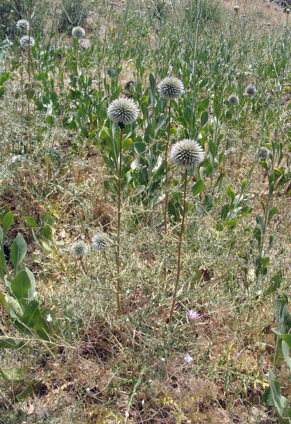 Изображение особи род Echinops.
