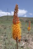 род Eremurus. Соцветие. Таджикистан, Хатлонская обл., Шамсиддин-Шохинский р-н, окр. с. Шуроабад, пер. Шуроабад, ≈ 2290 м н.у.м., полынная степь. 29 июня 2026 г.