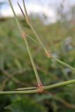 Polygonum patulum. Нижняя часть побегов. Крым, Севастополь, кутовая часть бух. Круглая. 24.09.2026.