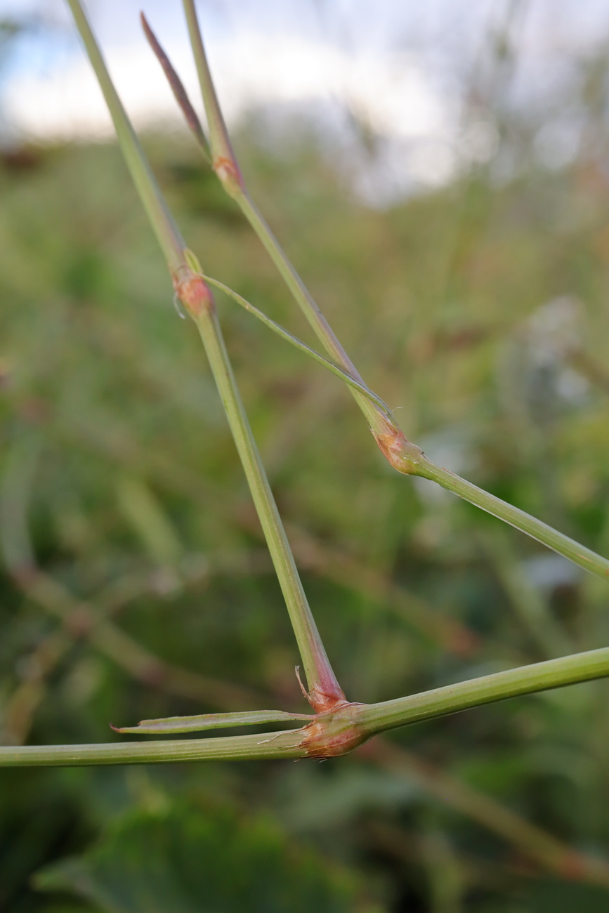 Image of Polygonum patulum specimen.