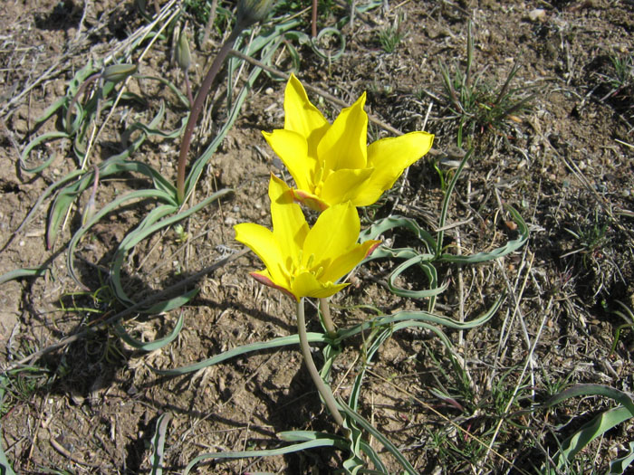 Изображение особи Tulipa tetraphylla.