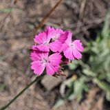 Dianthus borbasii. Соцветие (вид сверху). Ульяновская обл., Мелекесский р-н, окр. с. Лебяжье, сосновый бор на дюнах, вырубка под ЛЭП. 09.07.2024.