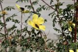 Rosa platyacantha. Часть цветущего побега с кормящимися жуками-нарывниками Hycleus sp. Кыргызстан, Нарынская обл., Ак-Талинский р-н, 16 км к юго-западу от с. Кош-Дёбё. ~ 2600 м н.у.м., разнотравный луг на каменисто-глинистом склоне. 07.07.2026.