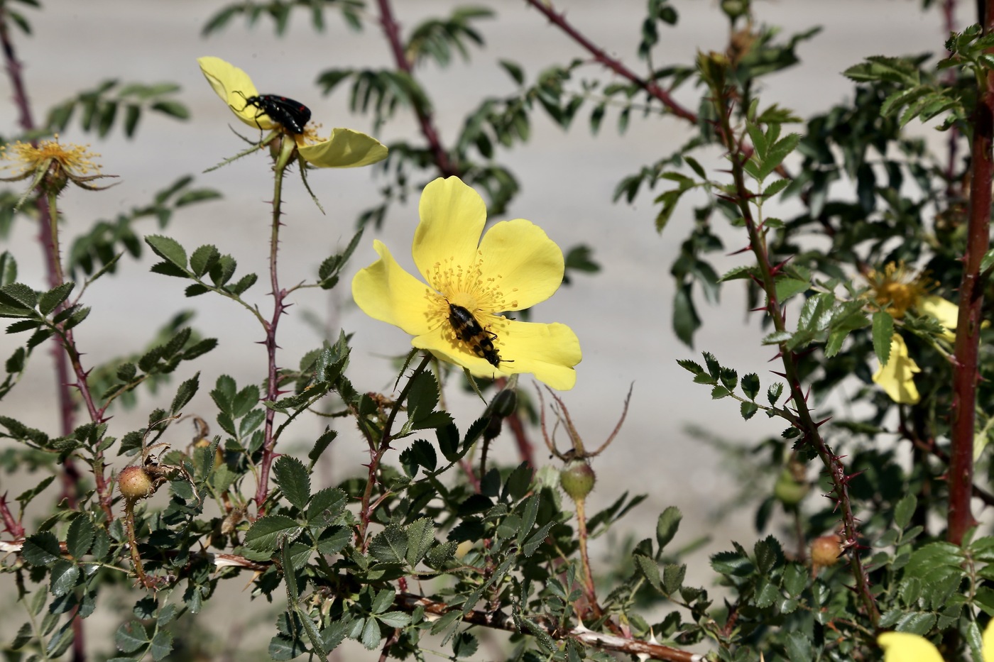 Изображение особи Rosa platyacantha.