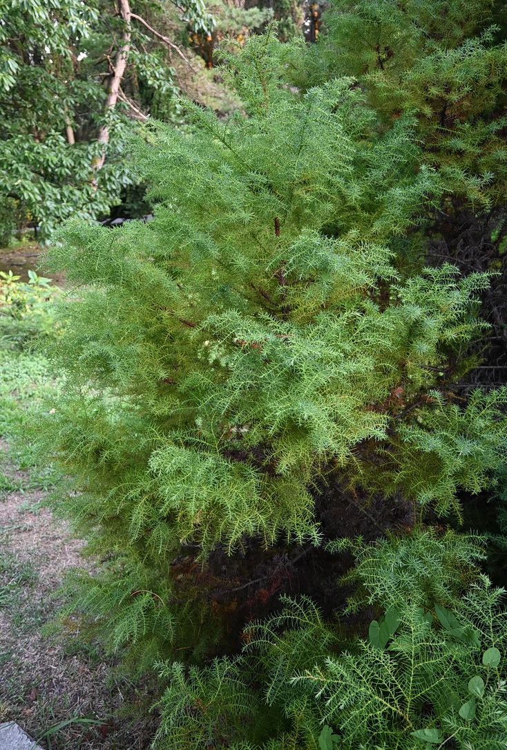 Изображение особи Cryptomeria japonica.