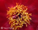 Paeonia tenuifolia