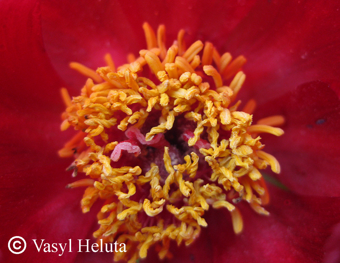 Image of Paeonia tenuifolia specimen.