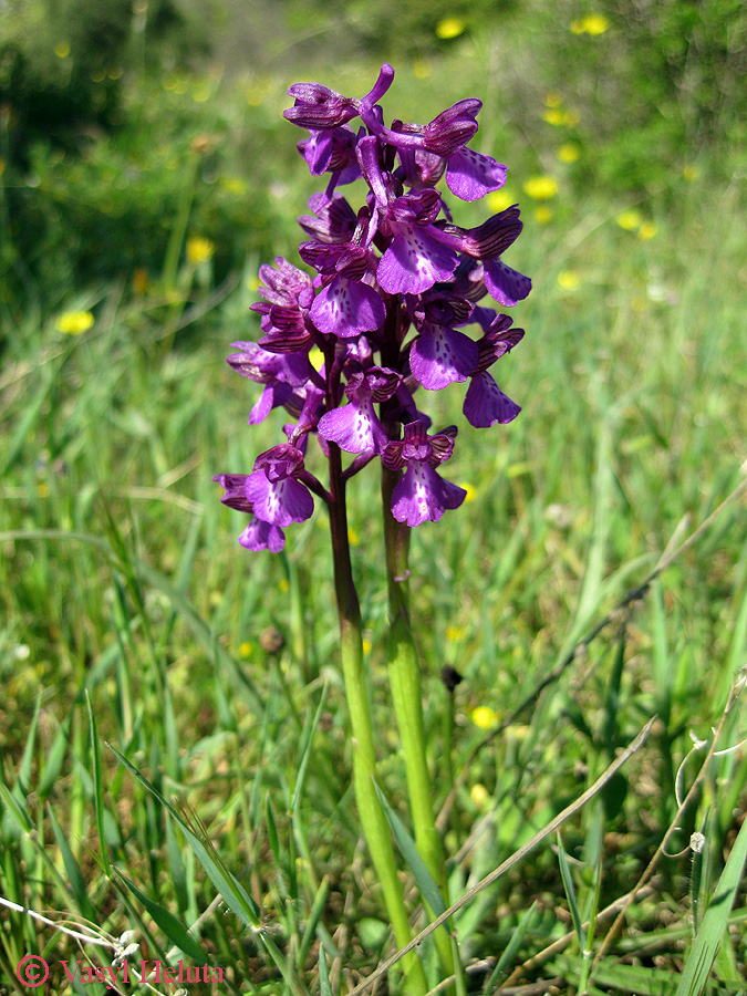 Image of Anacamptis morio ssp. caucasica specimen.