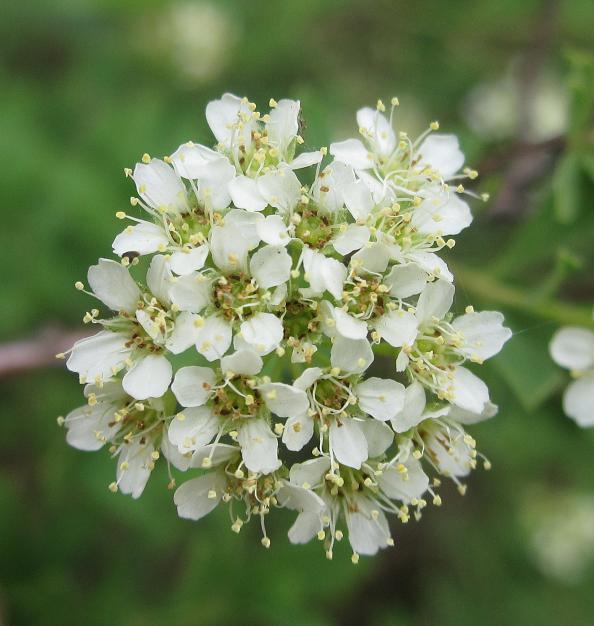 Изображение особи Spiraea crenata.