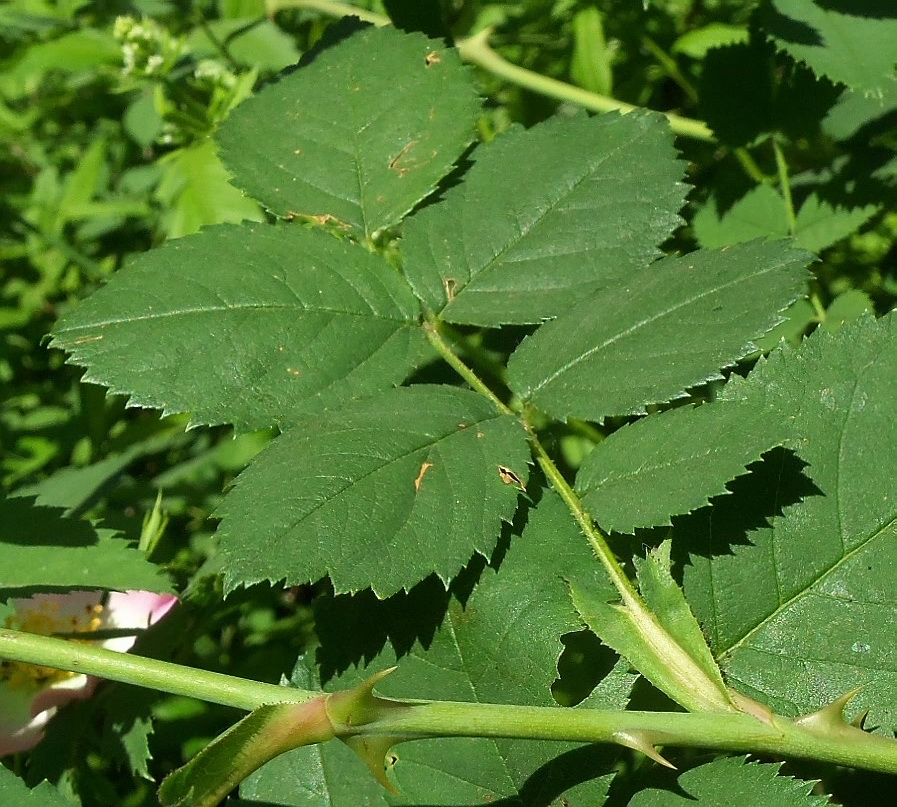 Image of Rosa podolica specimen.