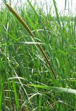 Typha angustifolia