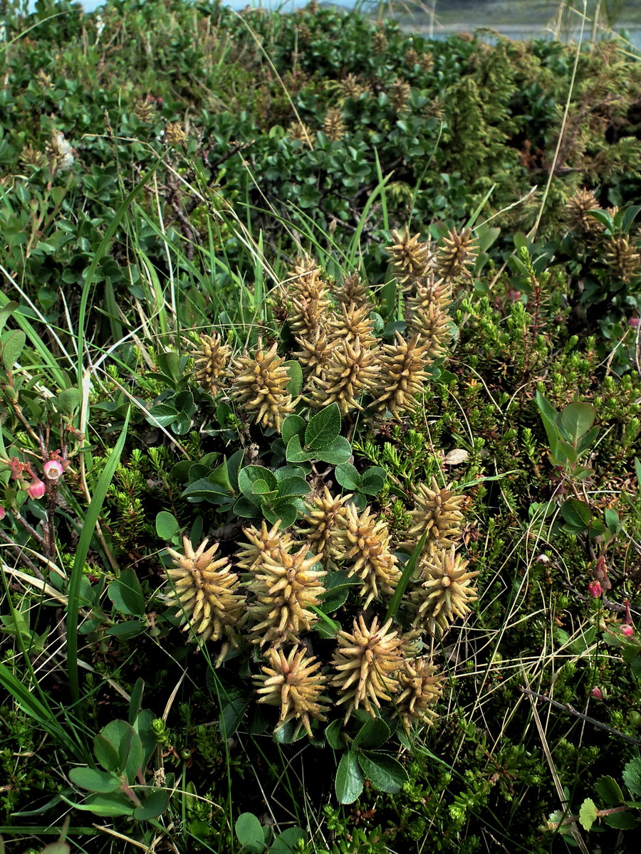 Изображение особи Salix myrsinites.