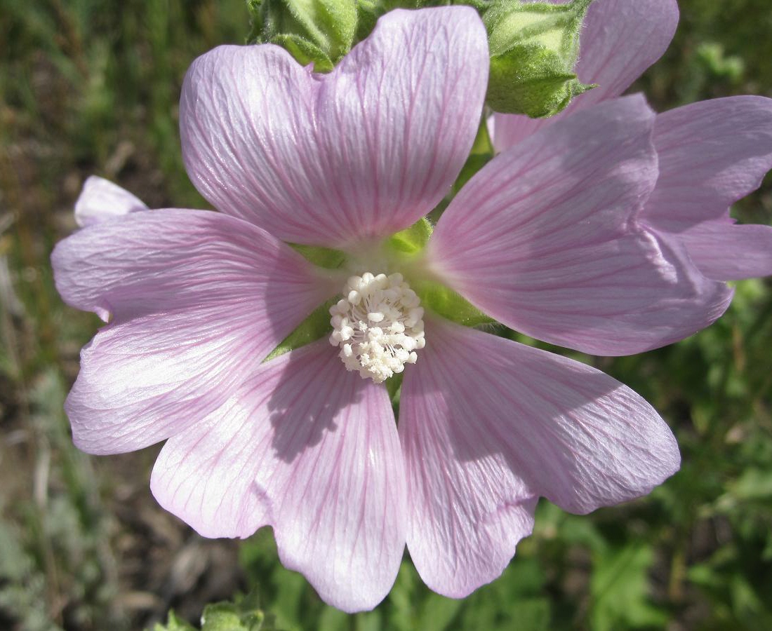 Image of Malva thuringiaca specimen.