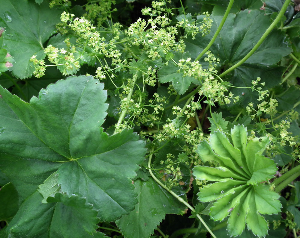 Изображение особи род Alchemilla.