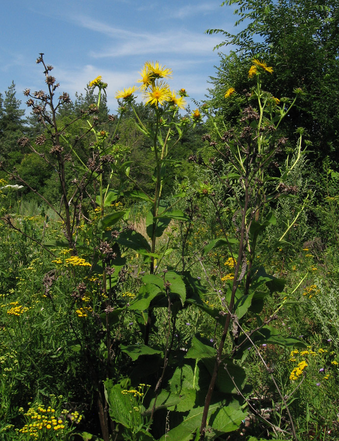 Изображение особи Inula helenium.