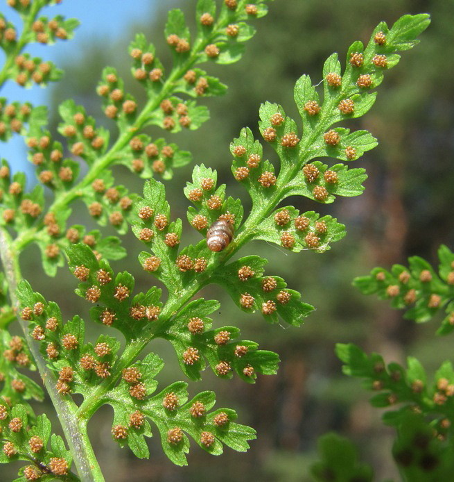 Изображение особи Rhizomatopteris montana.