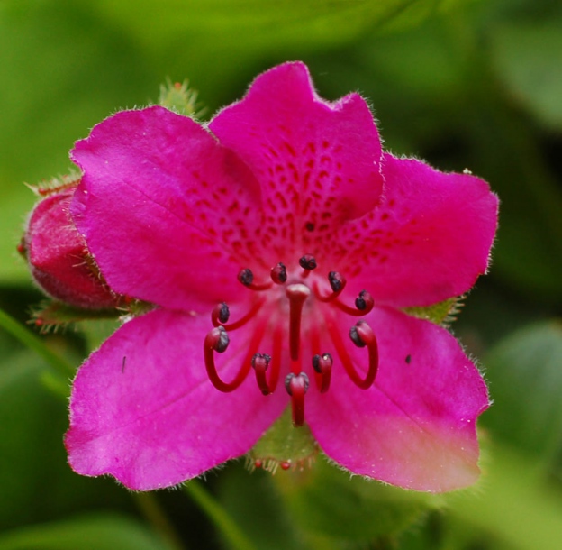 Image of Rhododendron camtschaticum specimen.