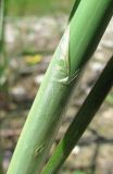 Schoenoplectus lacustris