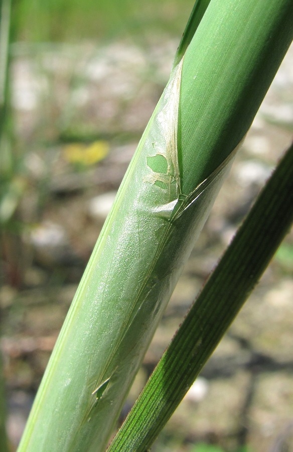 Изображение особи Schoenoplectus lacustris.