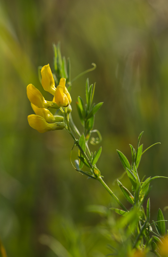 Изображение особи Lathyrus pratensis.