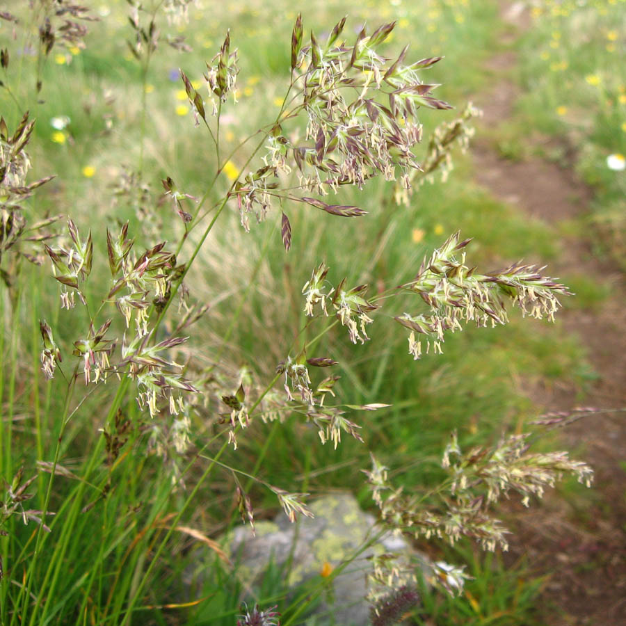 Изображение особи Festuca woronowii.