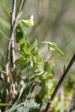 Lathyrus aphaca