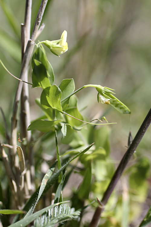 Image of Lathyrus aphaca specimen.