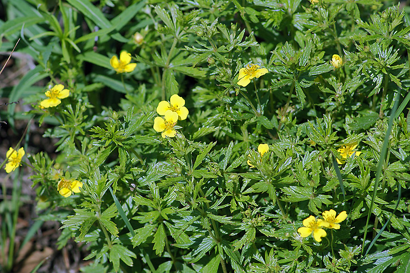 Изображение особи Potentilla erecta.