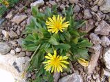 Taraxacum stevenii