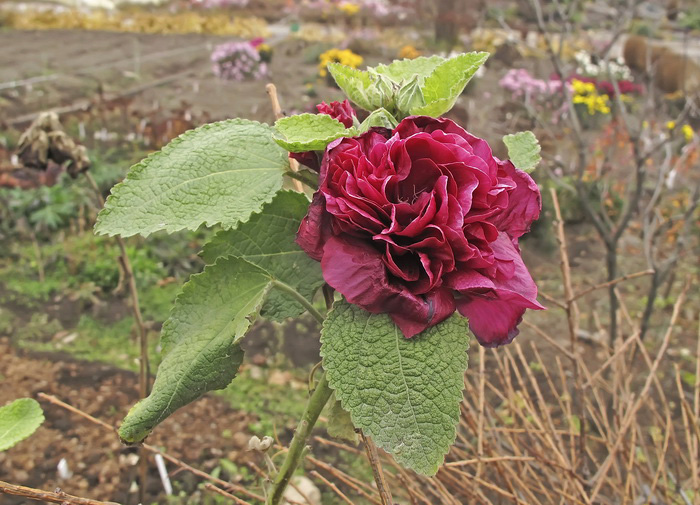 Изображение особи Alcea rosea.