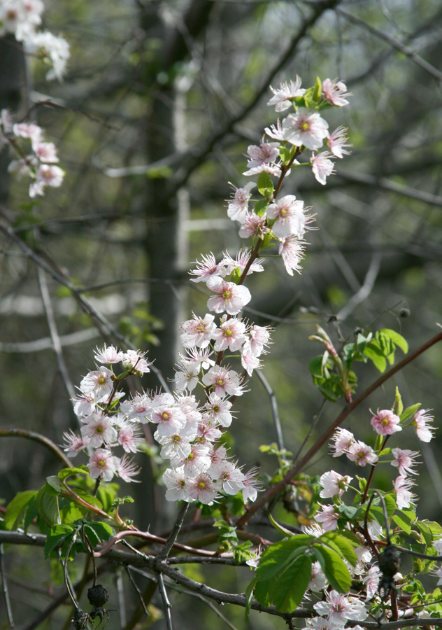 Image of genus Prunus specimen.