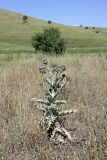 Onopordum acanthium. Цветущее растение. Южный Казахстан, Верхний Боролдай. 28.06.2011.