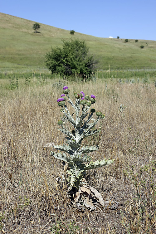 Image of Onopordum acanthium specimen.