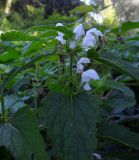 Lamium album