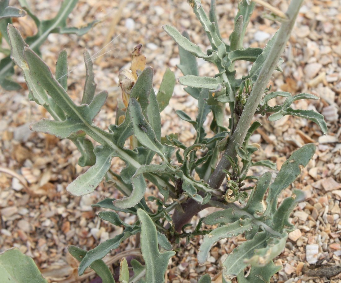 Image of Diplotaxis tenuifolia specimen.