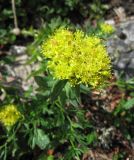 Rhodiola rosea. Цветущее растение. Забайкалье, хребет Кодар. 26.07.2007.