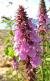 Stachys palustris. Соцветие. Чувашия, г. Козловка, обсохшая отмель Куйбышевского вдхр. 11.07.2011.