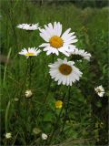 Leucanthemum vulgare. Верхушки побегов с соцветиями. Ленинградская обл., Ломоносовский р-н, окр. дер. Таменгонт. 27.06.2009.