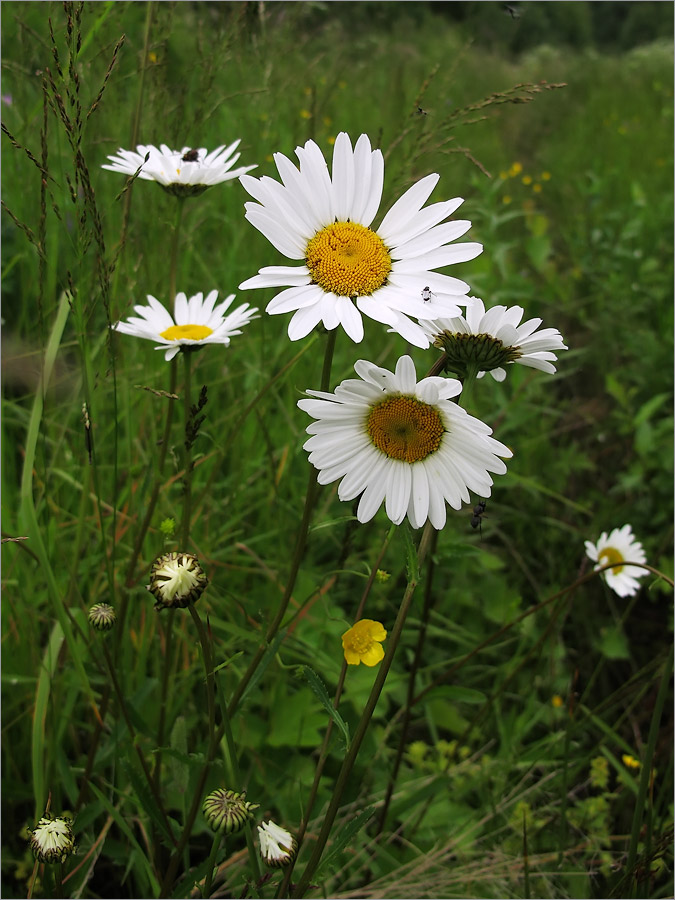 Image of Leucanthemum vulgare specimen.