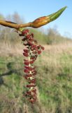 Populus &times; sibirica