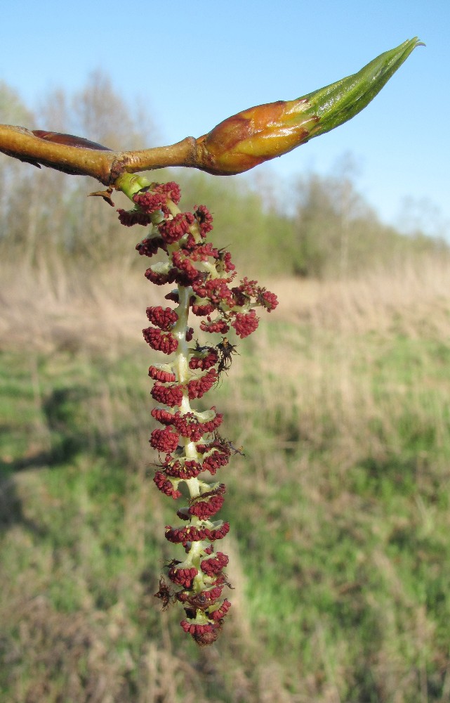 Изображение особи Populus × sibirica.