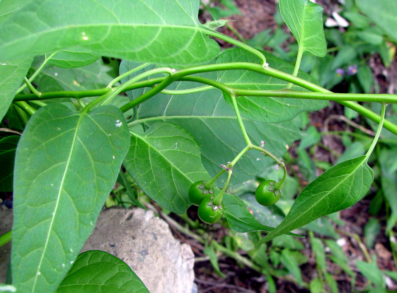 Изображение особи Solanum kitagawae.